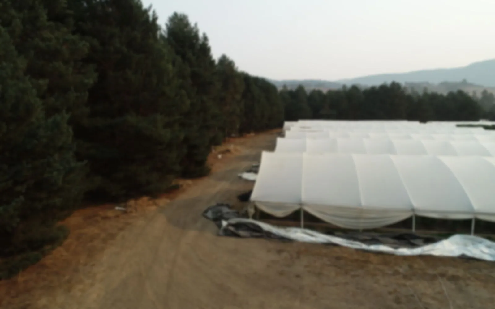 Blurred aerial photo of a row of white hoop greenhouses beside a stand of dark conifers on dry ground, with hazy hills behind